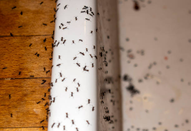 Best Flea Control Services  in Suncoast Estates, FL