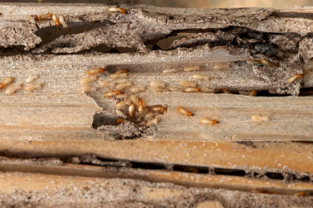 Best Ant Control Services  in Suncoast Estates, FL